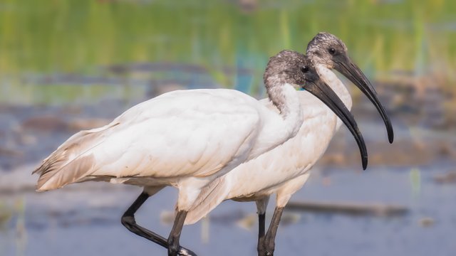 couple of Black headed ibis bird.jpg