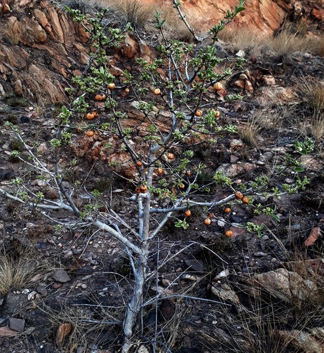 wild medlar.jpg