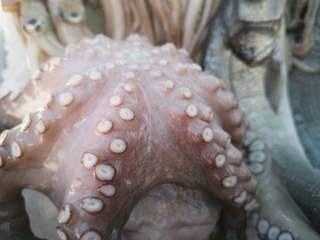 octopus-4354514_1280.jpg