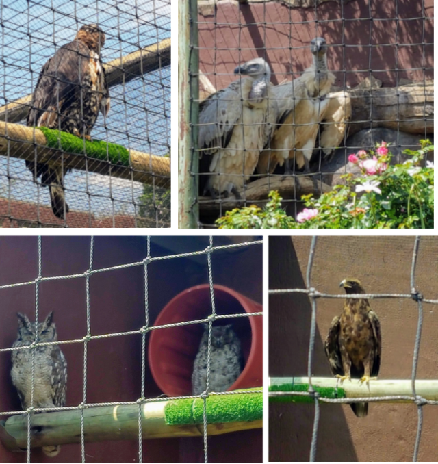 Be amazed at the Falcon Ridge Bird of Prey Centre