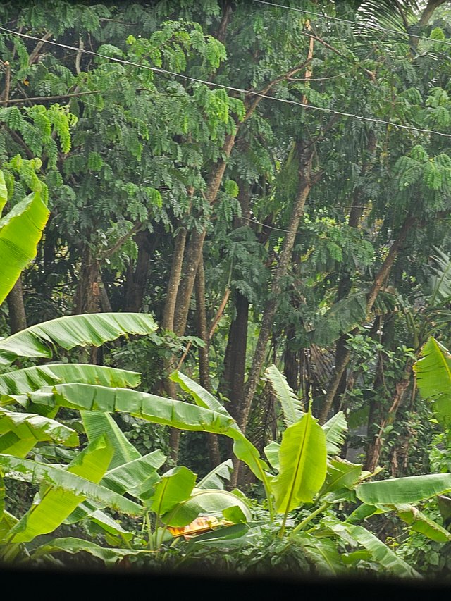 20250419_115539.jpg