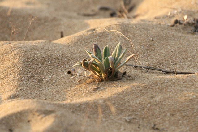 Sand_Details_s.jpg