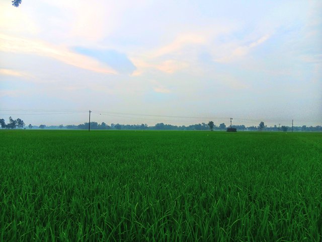6321.jpg