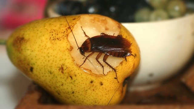 Cockroach.jpg