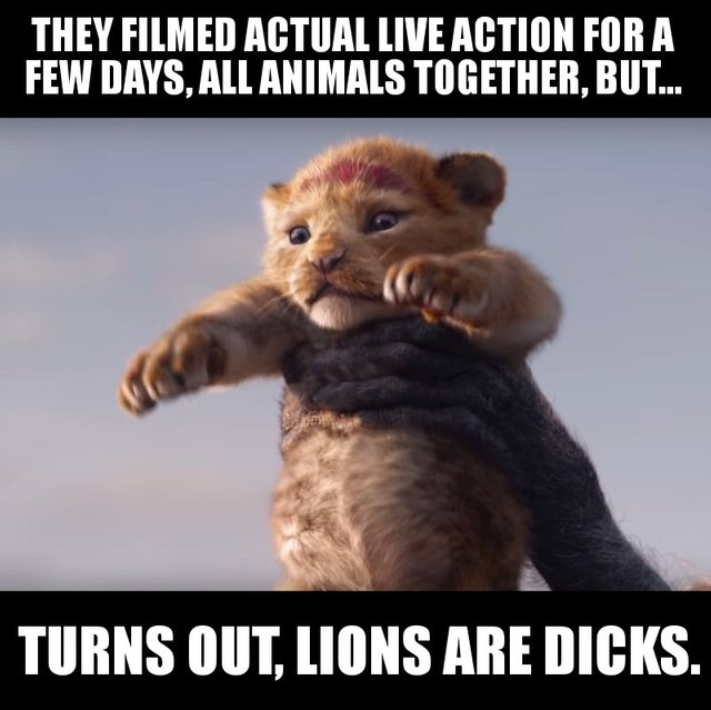 simba_okay_cut.jpg