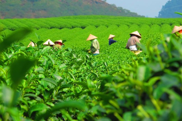 tea-plantation-harvest-crop.jpg