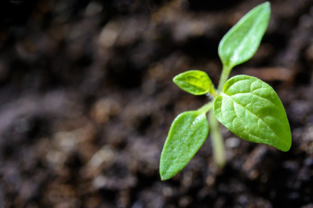 agriculture-close-up-cultivation-1002703.jpg