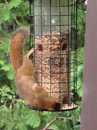 American Red Squirrel Tamiasciurus Hudsonicus Steemit