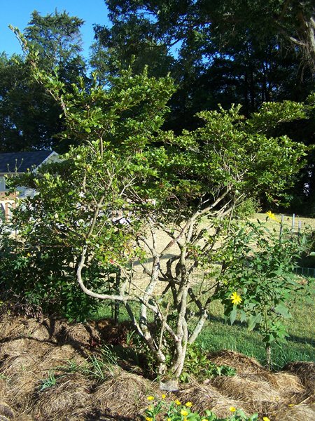 Big garden - azalea crop September 2019.jpg