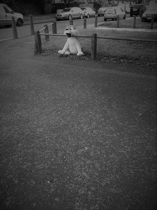 Street Photography,  B&W Dumped Wolf Plush , May 20 2017.jpg