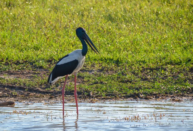 jabiru br.2.jpg