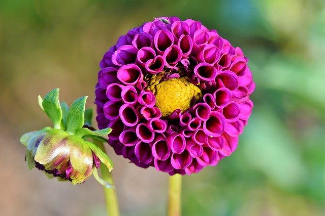 dahlia-3507326_640.jpg