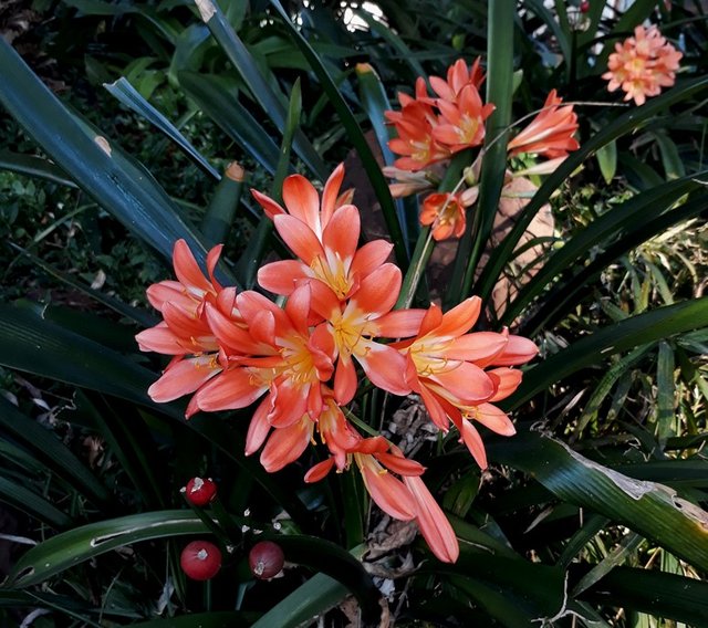 clivia.jpg