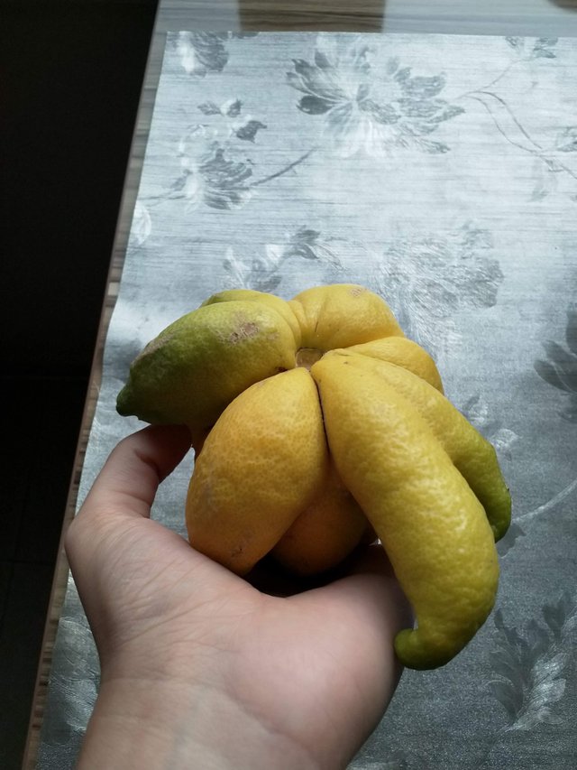 lemon2.jpeg