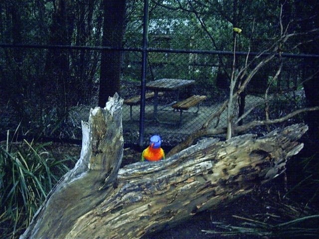 I can see you (Lorikeet Healsville).jpg