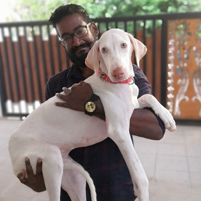 Jacky the cute 😍 rajapalayam puppy 🐶.jpeg