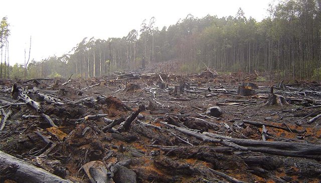 Deforestation_840x480.jpg