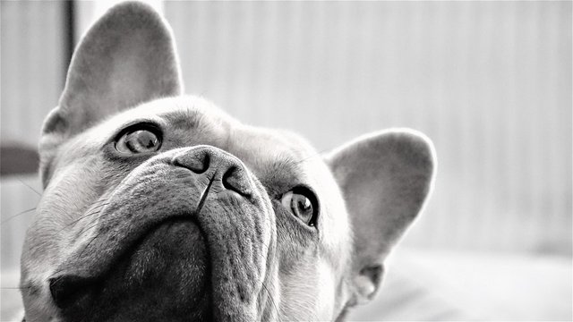 french-bulldog-5219522_1280.jpg