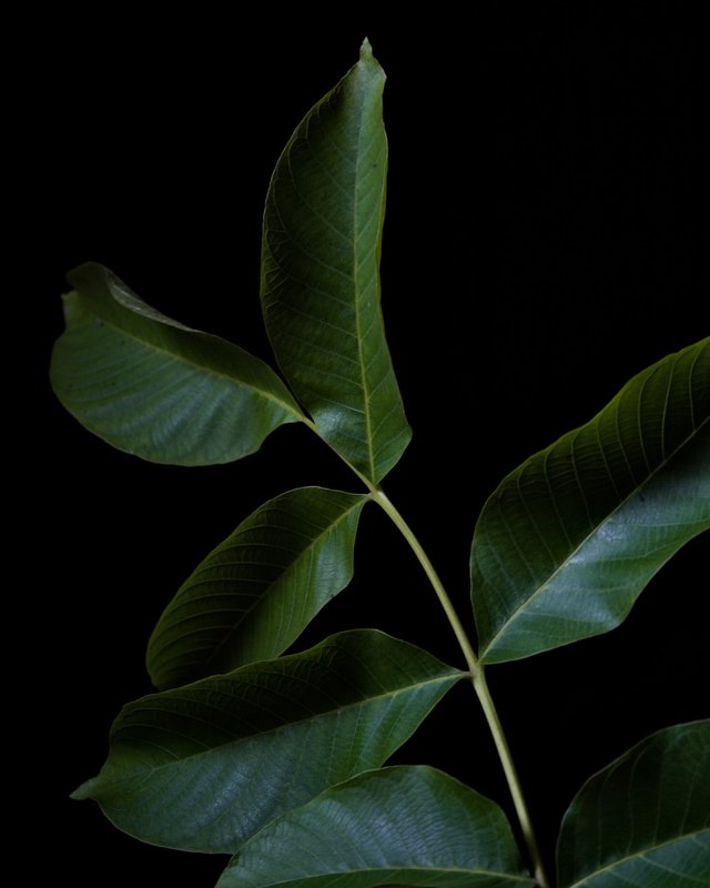 Walnut leaves