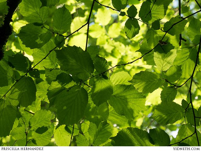 green leaves - by priscilla Hernandez (yidneth.com).jpg