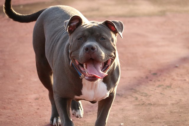 pit-bull-5719208_1280.jpg