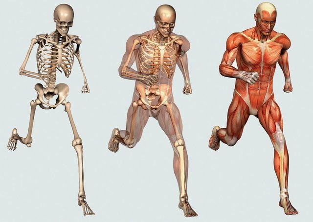 Anatomy-Skeletons-foot-skeleton-anatomy-Vintage-Anatomy-Skeleton.jpg