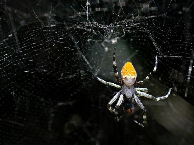 spider-8921631_640.jpg