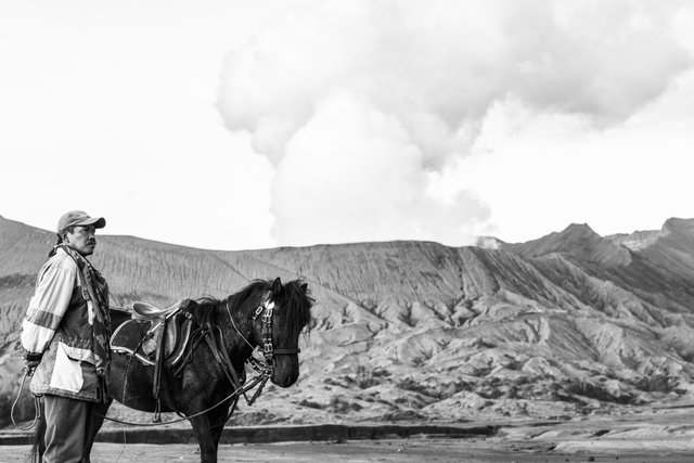 Volcano+Horses+by+Fraser+Morton15.jpg