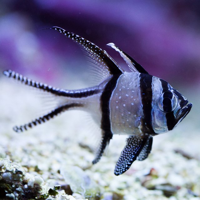 banggai-cardinalfish-4.jpg