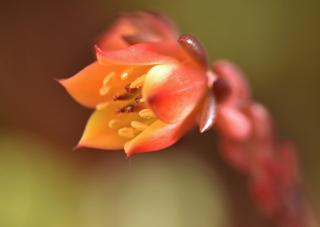 Echeveria mini no ID flowers macro 2.jpg