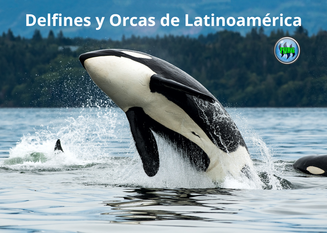 Delfines y Orcas de Latinoamérica (2).png