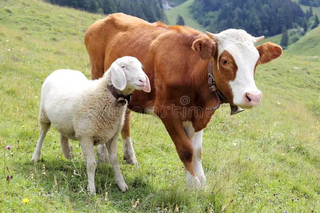 friendship-white-sheep-little-cow-field-136761838 copy.jpg