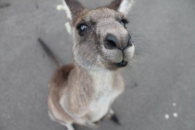 kangaroo-1149807__480.jpg