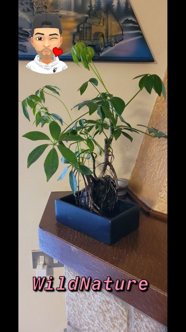 Schefflera.jpg