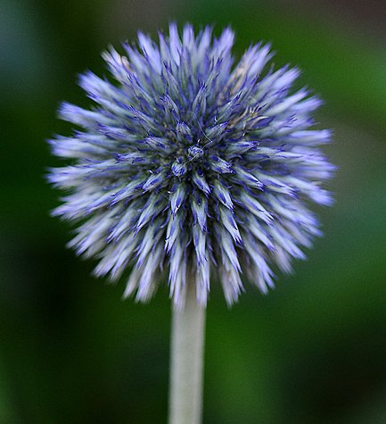 GlobeThistle11.jpg