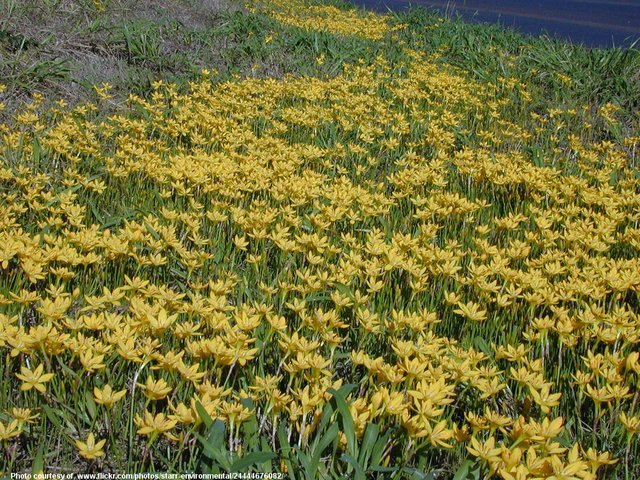YellowWildflowers-003-052918.jpg