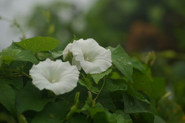 DSC01222.jpg