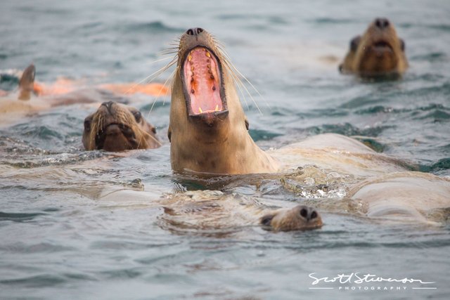 Stellar Sea lion-5.jpg