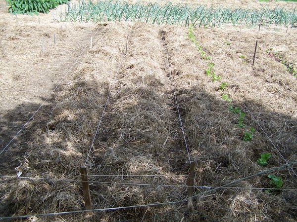 Big garden - celery in, bean rows crop May 2018.jpg