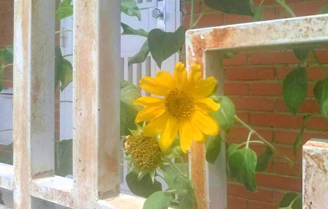 Girasol Image 2018-09-04 at 5.12.51 PM.jpeg