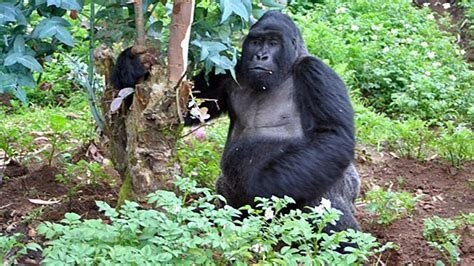 The Gorilla Rules During Visit Gorillas in Africa Rwanda.jpg