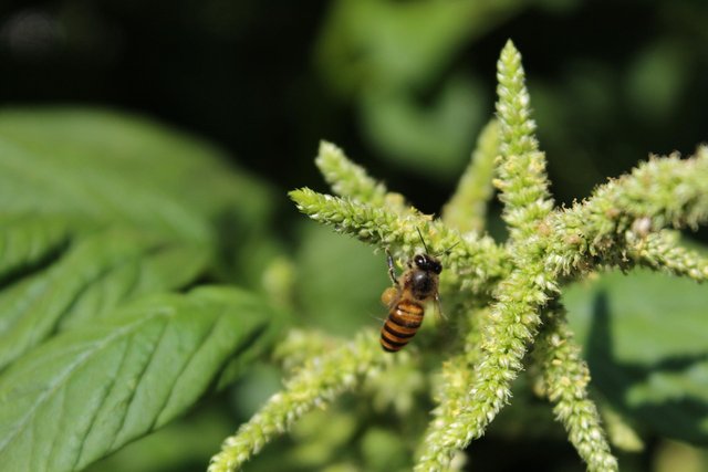 bee-2709238_1280.jpg