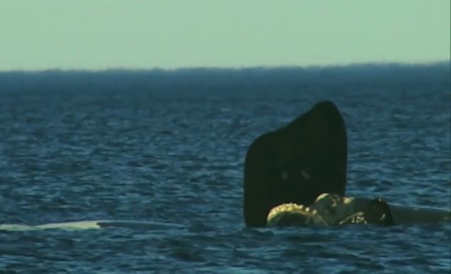 02.-Whales in Patagonia-17.jpg