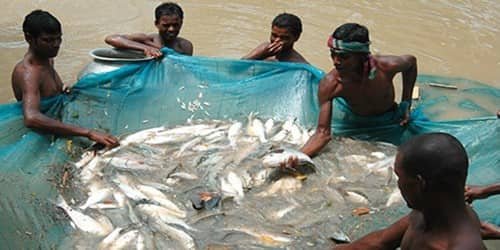 fish-cultivation.jpg