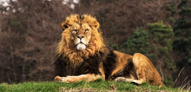 lion-country-banner-1.jpg