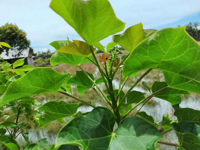 Leaves Fresh Jatropha (2).jpg