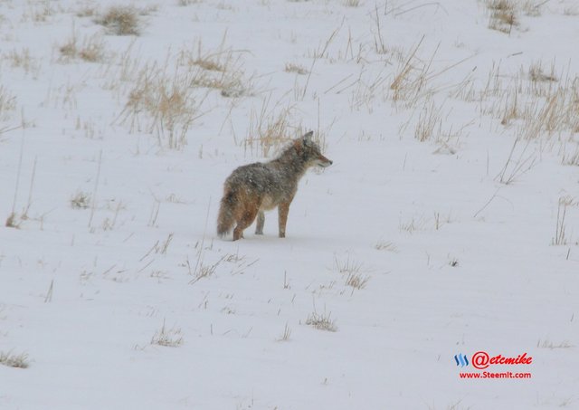 animal-photography wildlife coyote PFW11_0252.JPG