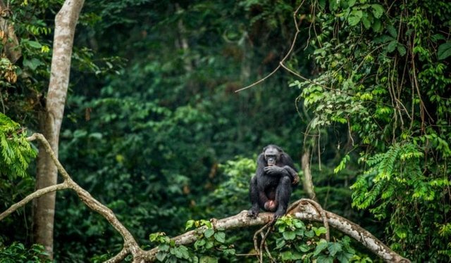 Congo-Rainforest-760x444.jpg