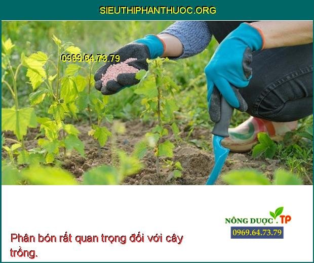 phân bón đối với cây trồng___sieuthiphanthuoc.org_.jpg