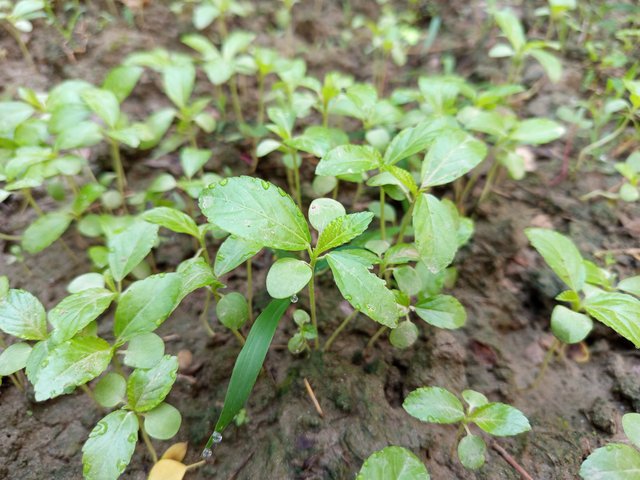 patshak (4).jpg